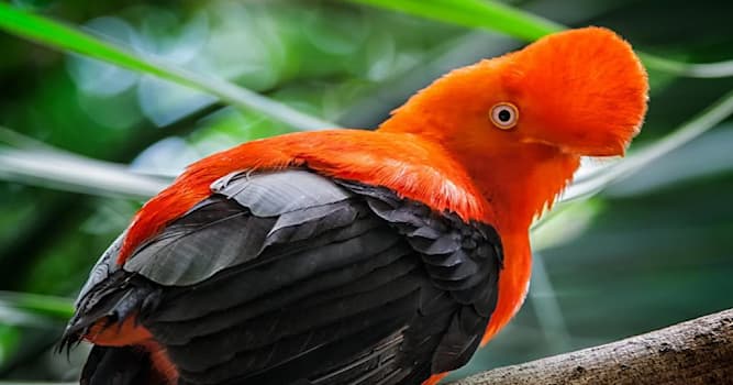 природа Запитання-цікавинка: Який птах зображений на фото?