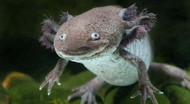 Natur Wissensfrage: Zu welcher Amphibienart gehört der Axolotl?