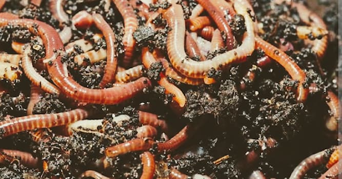 Natureza Pergunta Trivial: Até quantos corações uma minhoca comum pode ter?