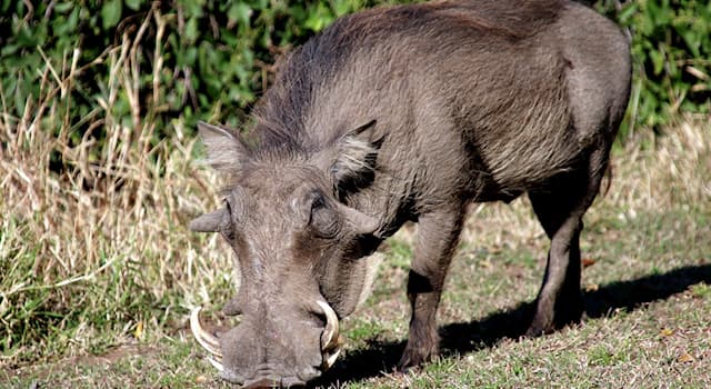 Natur Wissensfrage: Wovon ernährt sich das Warzenschwein, eine Säugetierart aus der Familie der Echten Schweine?