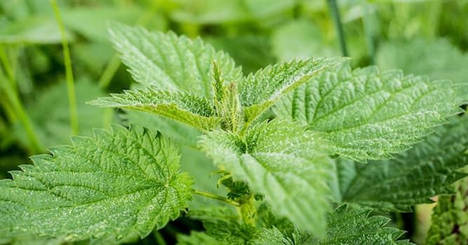 Nature Trivia Question: Which plant is shown in the picture?