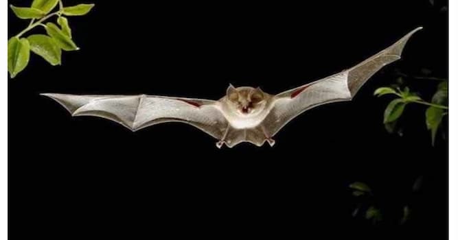 Natura Domande: Cosa sono i chirotteri?