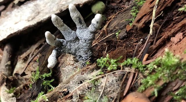Naturaleza Pregunta Trivia: ¿En dónde crece el hongo “dedos de muerto”?