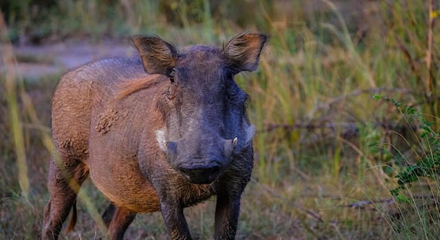 Natur Wissensfrage: Wo ist das Warzenschwein beheimatet?