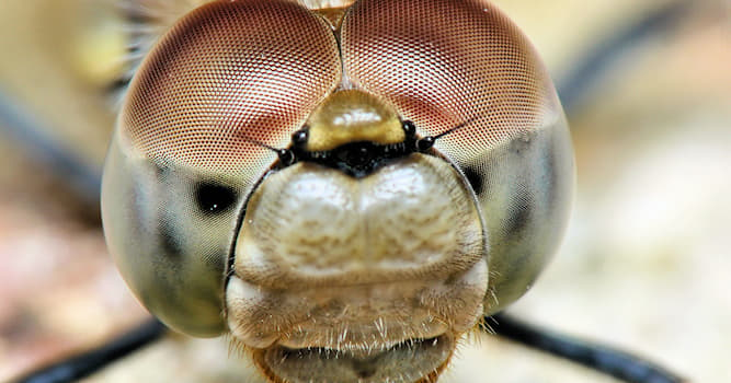 Natuur Trivia Vraag: Hoeveel vleugels heeft een volwassen libelle?