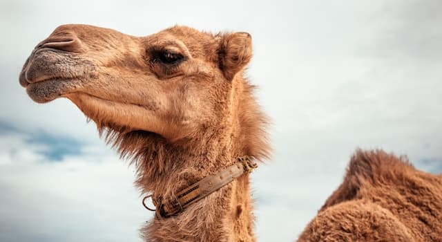 How many humps do Bactrian camels have? | Trivia Questions | QuizzClub