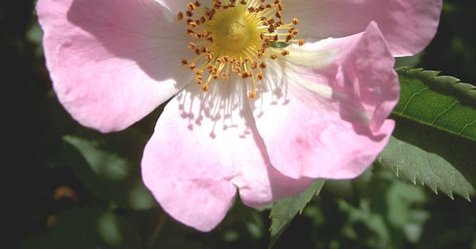 Natur Wissensfrage: In welche zwei Obergruppen kann man Rosen einteilen?