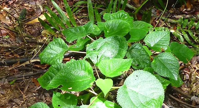 Naturaleza Pregunta Trivia: ¿Qué parte de la planta gympie-gympie es venenosa?