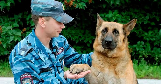 Toplum Trivia Sorusu: Bir köpek eğitmeninin mesleği nedir?