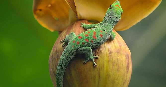 Natuur Trivia Vraag: Welk dier kan een verloren ledemaat terug laten groeien?