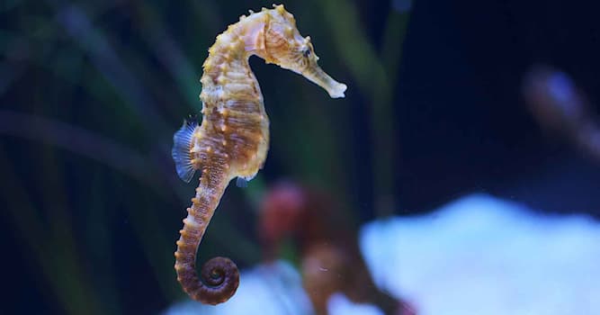 natura Pytanie-Ciekawostka: Kto jest przedstawiony na zdjęciu?