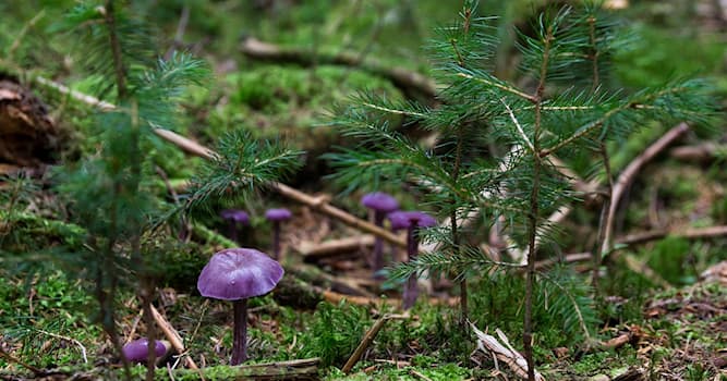 natura Pytanie-Ciekawostka: Który z poniższych grzybów jest jadalny?