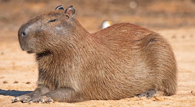 Natur Wissensfrage: Mit welchen Tieren sind die Wasserschweine (Capybaras) verwandt?