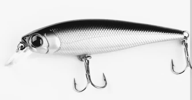 Nature Question: Quels annélides sont utilisés comme appâts de pêche ?