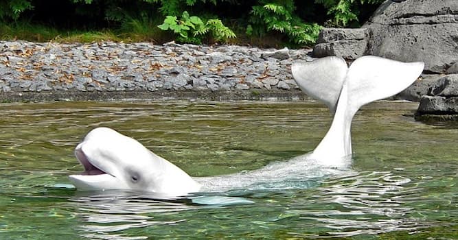Naturaleza Pregunta Trivia: ¿Qué tipo de ballena es la que se muestra en la imagen?