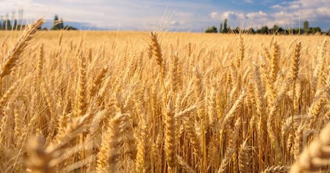 Wissenschaft Wissensfrage: "Triticum aestivum" ist der botanische Name welcher Pflanze?