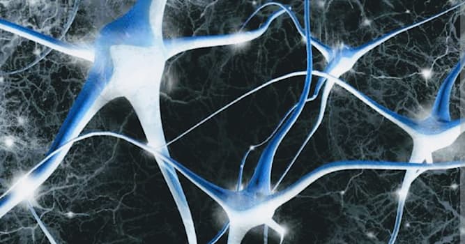 Bilim Trivia Sorusu: Sinir sisteminin işlevsel birimleri nelerdir?