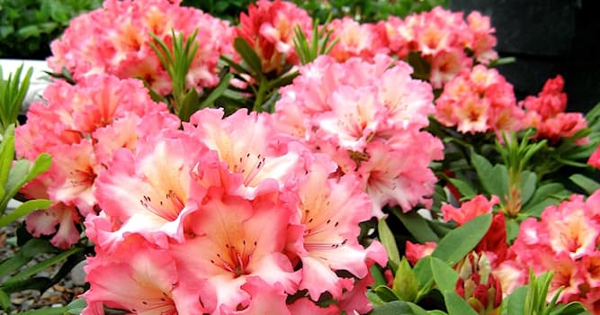 Natur Wissensfrage: Was kann helfen, wenn die Blätter eines Rhododendrons blassgelb verfärbt sind?