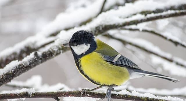 Natur Wissensfrage: Welcher Singvogel ist auf dem Bild zu sehen?