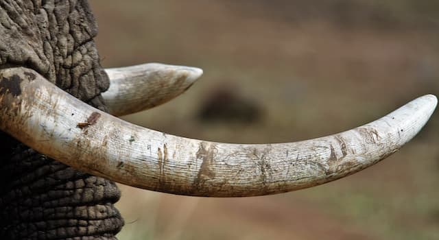 Doğa Trivia Sorusu: Bir morsun köpek dişlerine ne denir?