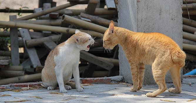 what-sound-does-a-cat-make-when-it-s-dying-mets-minor-league-blog