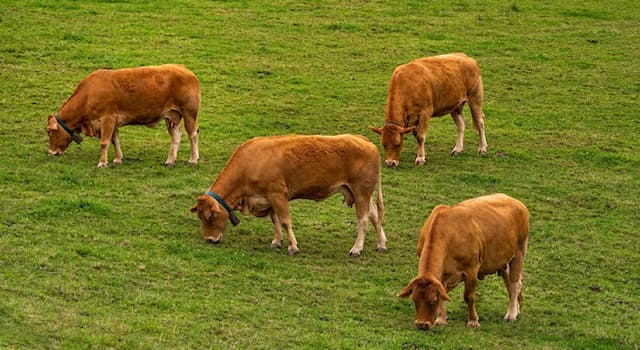 natura Pytanie-Ciekawostka: Gdzie najbardziej prawdopodobne jest, że napotkasz pagórek?