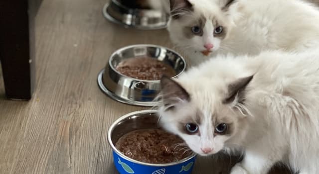 Sociedad Pregunta Trivia: ¿En qué país se creó Purina, la marca de alimentos para mascotas?