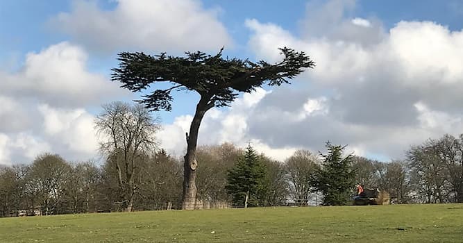 Natuur Trivia Vraag: Welke haai heeft een grote T-vormige kop?