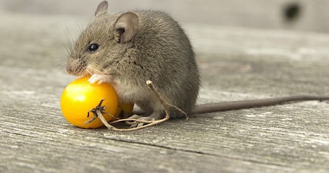 Natur Wissensfrage: Wie lautet der lateinische Name für Maus?