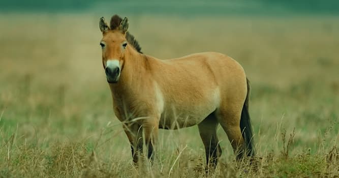 Natur Wissensfrage: Wie wird das "mongolische Wildpferd" auch genannt?