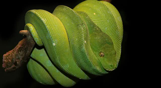 Natur Wissensfrage: Wo leben die Grünen Baumpythons (Foto)?