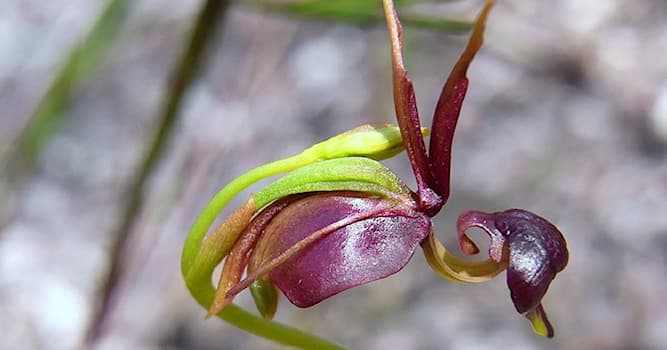 natura Pytanie-Ciekawostka: Caleana major jest także zwana?