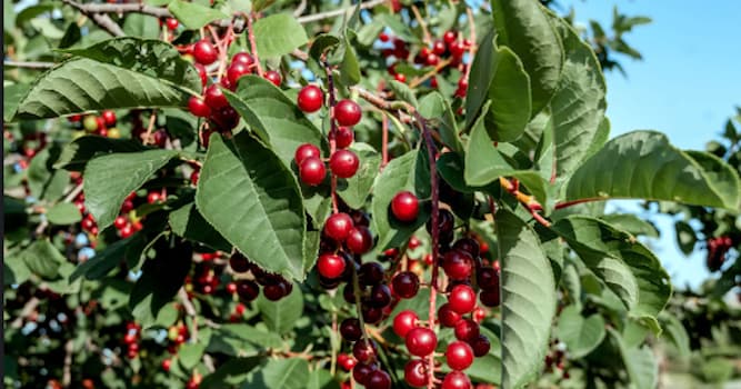 Chokecherry is the official fruit of... | Trivia Questions | QuizzClub