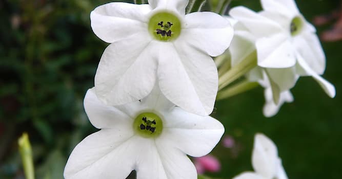 Nature Question: Comment s'appelle la plante vivace herbacée qui fleurit la nuit ?
