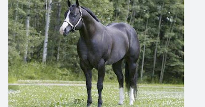 Cultura Pregunta Trivia: ¿Qué significa el término "dosalbo" cuando se habla de caballos?
