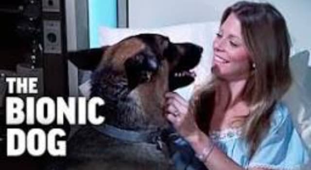 Movies & TV Trivia Question: In season three of the American TV series "The Bionic Woman" what was the name of the bionic dog?