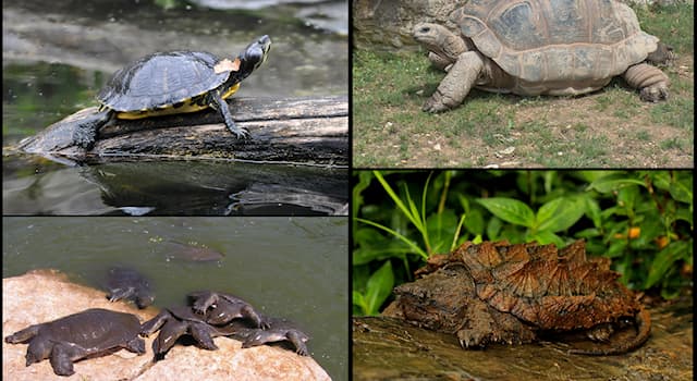 natura Pytanie-Ciekawostka: Jak nazywa się jedyny gatunek żółwia naturalnie żyjącego w Polsce?