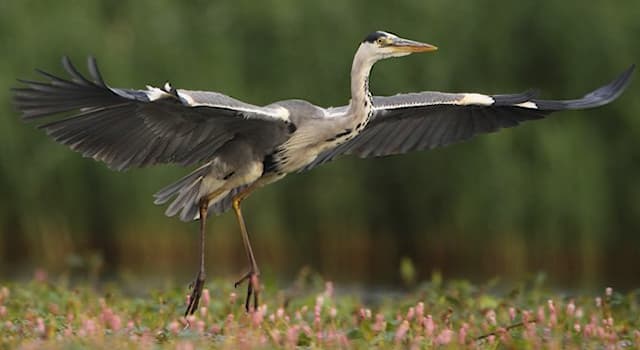 natura Pytanie-Ciekawostka: Jakiego ptaka przedstawia zdjęcie?