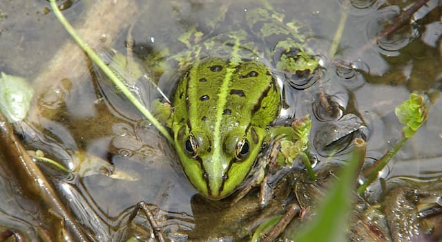 natura Pytanie-Ciekawostka: Które gatunki żab (występujące również w Polsce) wchodzą w skład kompleksu żab zielonych?