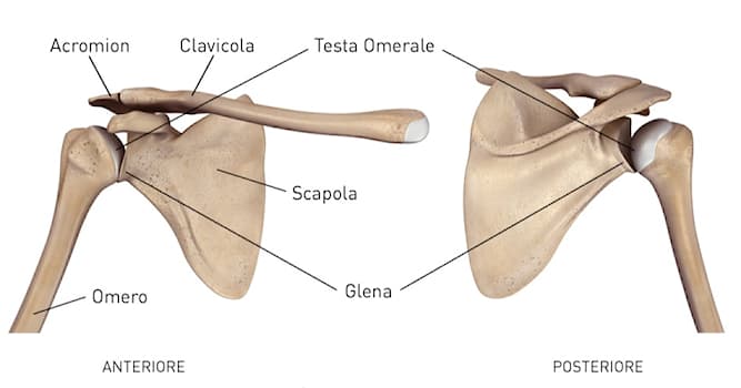 Wetenschap Trivia Vraag: Wat is de naam van het schoudergewricht?