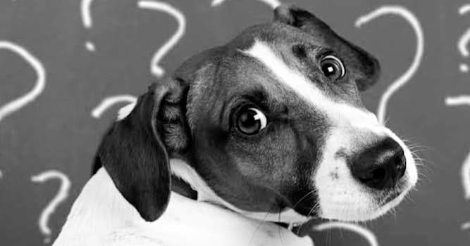 Nature Question: Quel est le sens principal d’un chien de détection ?