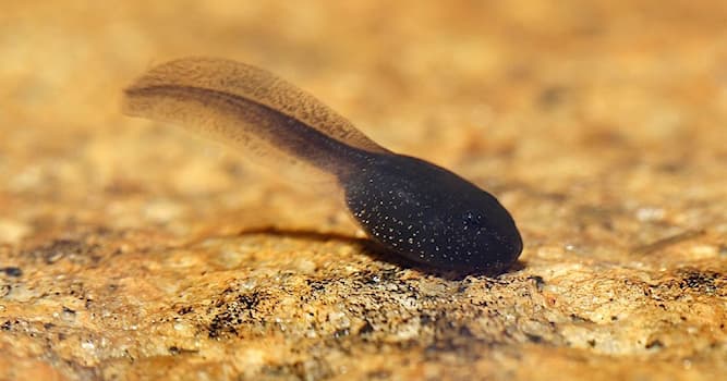 Nature Trivia Question: Tadpoles develop into what animals?