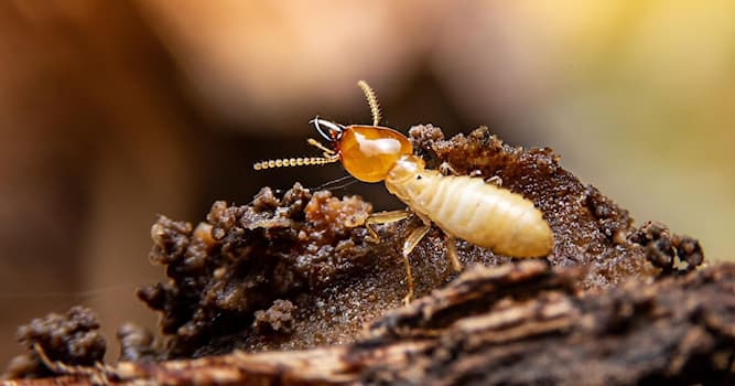 Natur Wissensfrage: Termiten fressen Holz schneller, wenn ...?