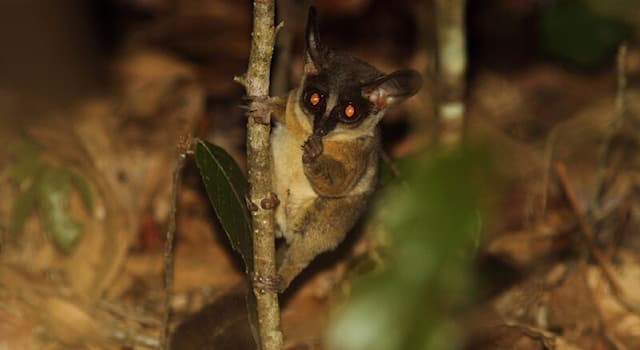 Nature Trivia Question: The Rondo dwarf galago is a species of primate native to which part of the world?