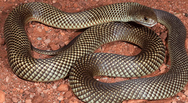 Geography Trivia Question: The Spotted mulga snake is endemic to which country?