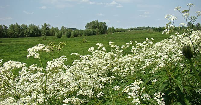 Natuur Trivia Vraag: Waar vind de grootste verspreiding van fluitenkruid plaats binnen België en Nederland?