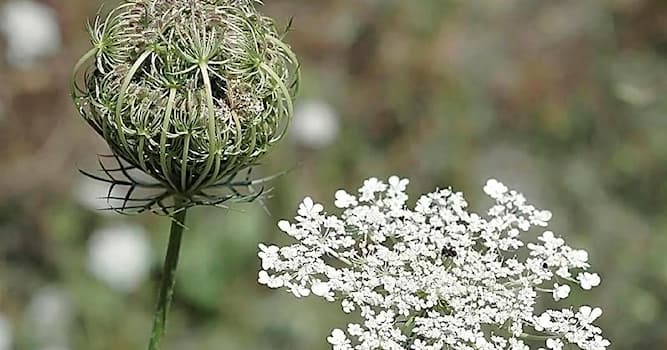 Natuur Trivia Vraag: Waarom is peen een unieke plant in de Benelux?