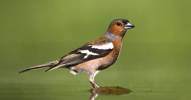 Natuur Trivia Vraag: Waarom wordt een vrouwtjesvink amper als vink herkend?