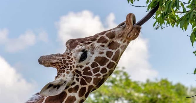 Natur Wissensfrage: Warum haben Giraffen eine blaue Zunge?