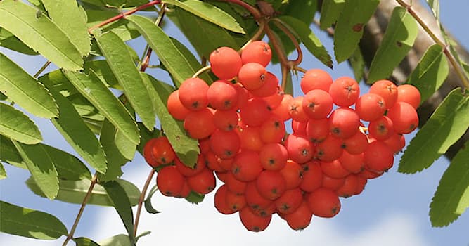 Natur Wissensfrage: Welche Aussage über Vogelbeeren sind korrekt?